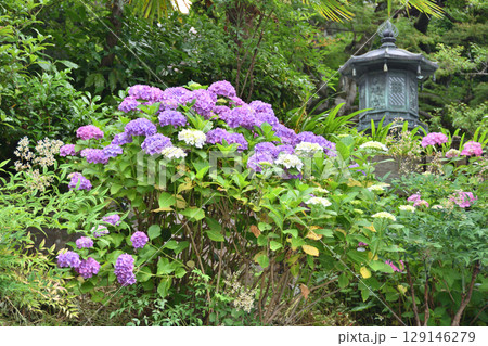 善峯寺のアジサイ 129146279