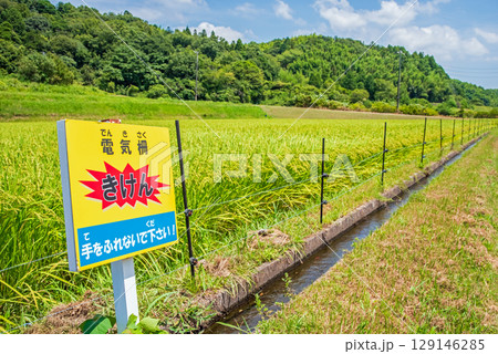 獣害対策の 電気柵が施された水田 獣害対策の 電気柵が施された水田 129146285