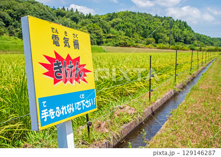 獣害対策の 電気柵が施された水田 獣害対策の 電気柵が施された水田 129146287