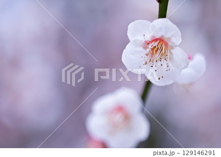 白梅の香りとともに春がやってくる 129146291
