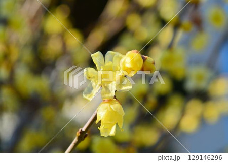 ロウバイ 129146296