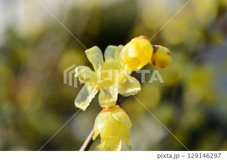 ロウバイ 129146297