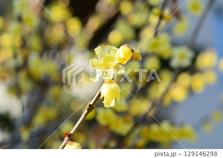 ロウバイ 129146298