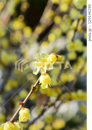 ロウバイ 129146299