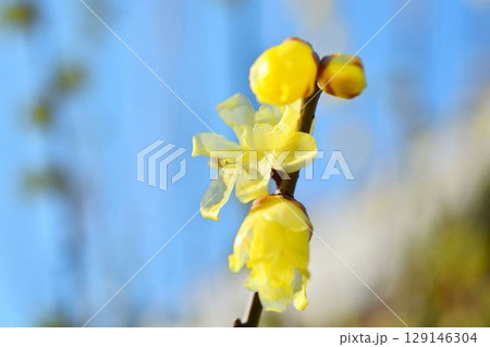 ロウバイ 129146304