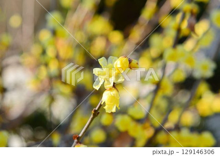 ロウバイ ロウバイ 129146306