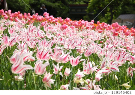 チューリップの花畑⑦ 129146402