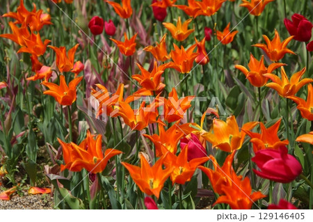 チューリップの花畑⑩ 129146405