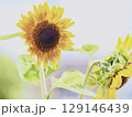 ヒマワリ 129146439