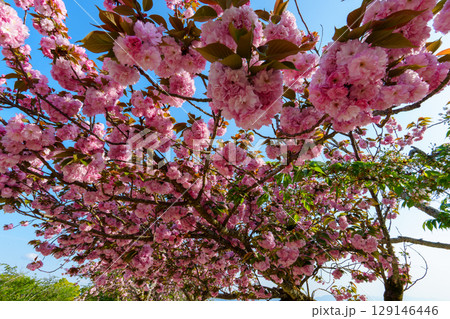 250411松山城 129146446