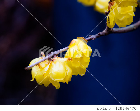 春の訪れを告げるロウバイ 129146470