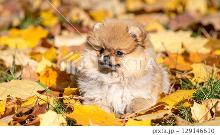 紅葉に包まれる子犬ポメラニアン 129146610