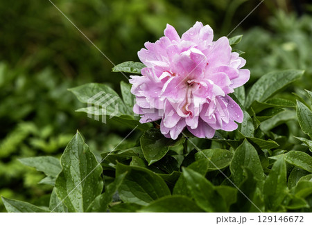 初夏の花、雨上りの芍薬の咲く風景 初夏の花、雨上りの芍薬の咲く風景 129146672