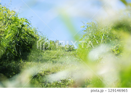 キラキラ新緑の散歩道と夏空 奥大山 キラキラ新緑の散歩道と夏空 奥大山 129146965