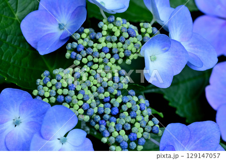 アジサイの花は青とムラサキと緑でできている アジサイの花は青とムラサキと緑でできている 129147057