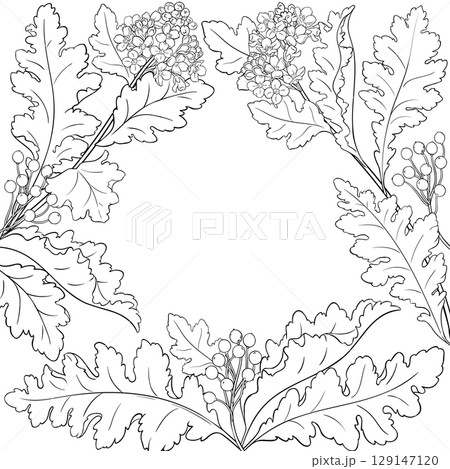 Crambe Plant with Flowers Outline Frame. 129147120