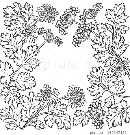 Coriander Branch with Flowers Outline Frame. 129147123