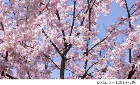 Sakura flower blossom in Hirosaki park in Aomori prefecture in Japan 129147296