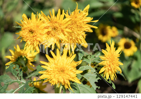 黄色いひまわりの花 黄色いひまわりの花 129147441