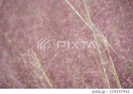 ミューレンベルギア・カピラリスの赤紫色の花穂 ミューレンベルギア・カピラリスの赤紫色の花穂 129147442