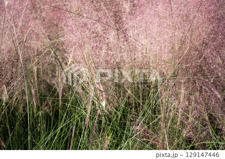 ミューレンベルギア・カピラリスの赤紫色の花穂 129147446