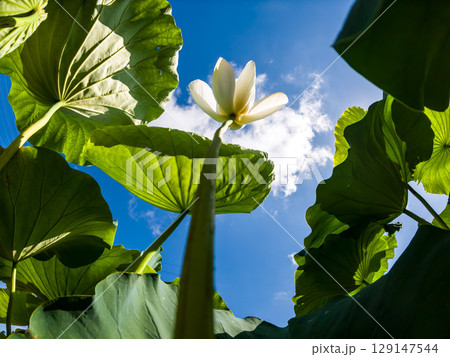 蓮の花を見上げる, 蓮の花を見上げる, 129147544