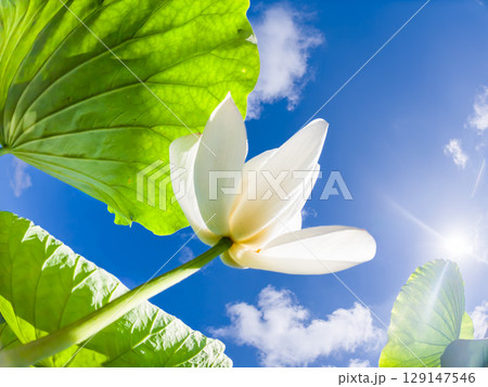 蓮の花を見上げる, 129147546