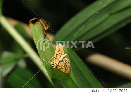 ススキの葉にとまるヒョウ柄のモモノゴマダラノメイガ成虫（自然環境下昆虫類マクロ撮影） 129147631