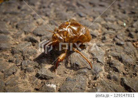 蝉の抜け殻 129147811