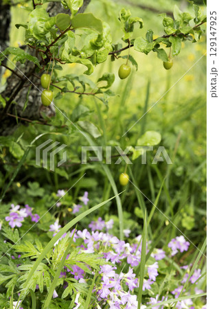 ナツグミの実とカタバミの花咲く五月の風景-2 129147925