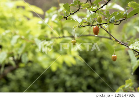 ナツグミの実が色づく五月の風景 129147926