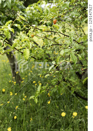 ナツグミの実と黄色の花咲く五月の風景 129147927
