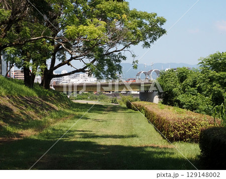センダンや河川敷に降りそそぐ夏の日ざし（鏡川の新月橋付近） 129148002