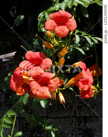 オレンジ色のアメリカノウゼンカズラの花と蕾(道端の凌霄花) オレンジ色のアメリカノウゼンカズラの花と蕾(道端の凌霄花) 129148090