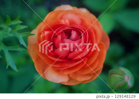 ラナンキュラスの開花、「晴れやかな魅力」の花言葉。オレンジ色は「秘密主義」の花言葉も。 ラナンキュラスの開花、「晴れやかな魅力」の花言葉。オレンジ色は「秘密主義」の花言葉も。 129148129