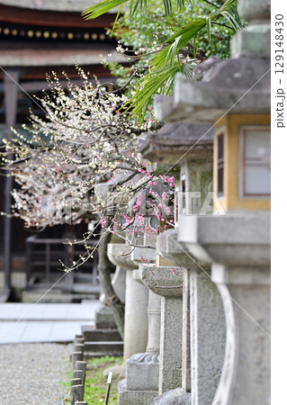 北野天満宮の梅2024年3月 129148430