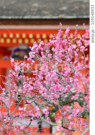 北野天満宮の梅2024年3月 129148433