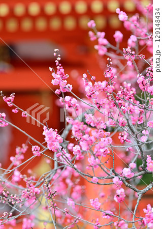 北野天満宮の梅2024年3月 129148434