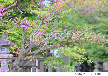 北野天満宮の梅2024年3月 129148436