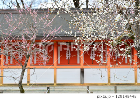 北野天満宮の梅2024年3月 北野天満宮の梅2024年3月 129148448