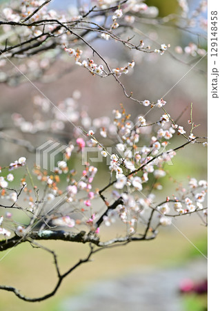 北野天満宮の梅2024年3月 北野天満宮の梅2024年3月 129148458