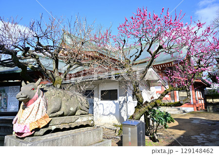 北野天満宮の梅2024年3月 北野天満宮の梅2024年3月 129148462
