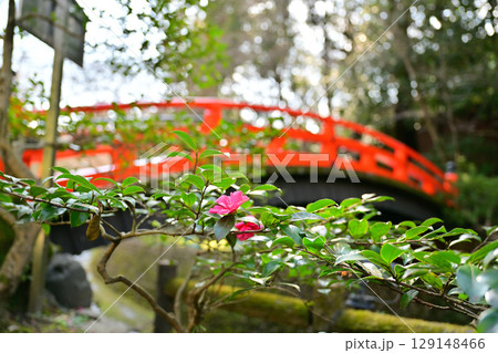 北野天満宮の梅2024年3月 129148466