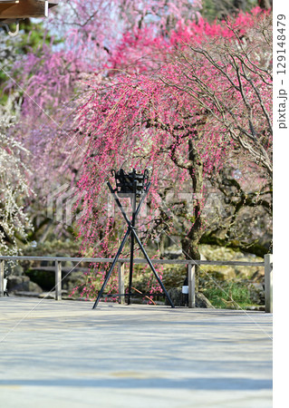 北野天満宮の梅2024年3月 129148479