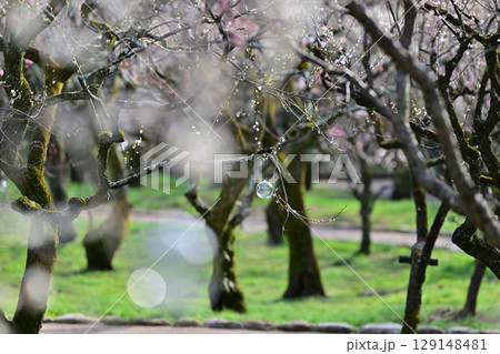北野天満宮の梅2024年3月 129148481