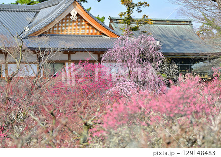 北野天満宮の梅2024年3月 129148483