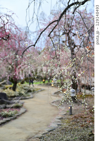 北野天満宮の梅2024年3月 129148493