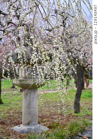 北野天満宮の梅2024年3月 129148497