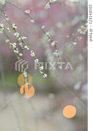 北野天満宮の梅2024年3月 129148505