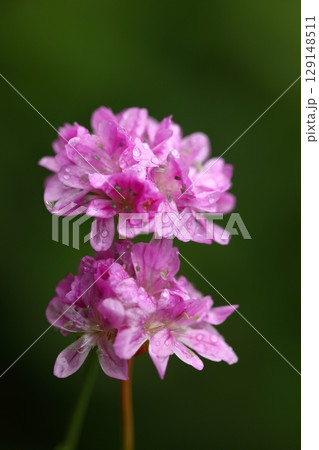 アルメリアの花と雨雫 アルメリアの花と雨雫 129148511